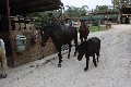 ורד הגליל - חוות נופש