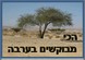 ארוח בחצבה