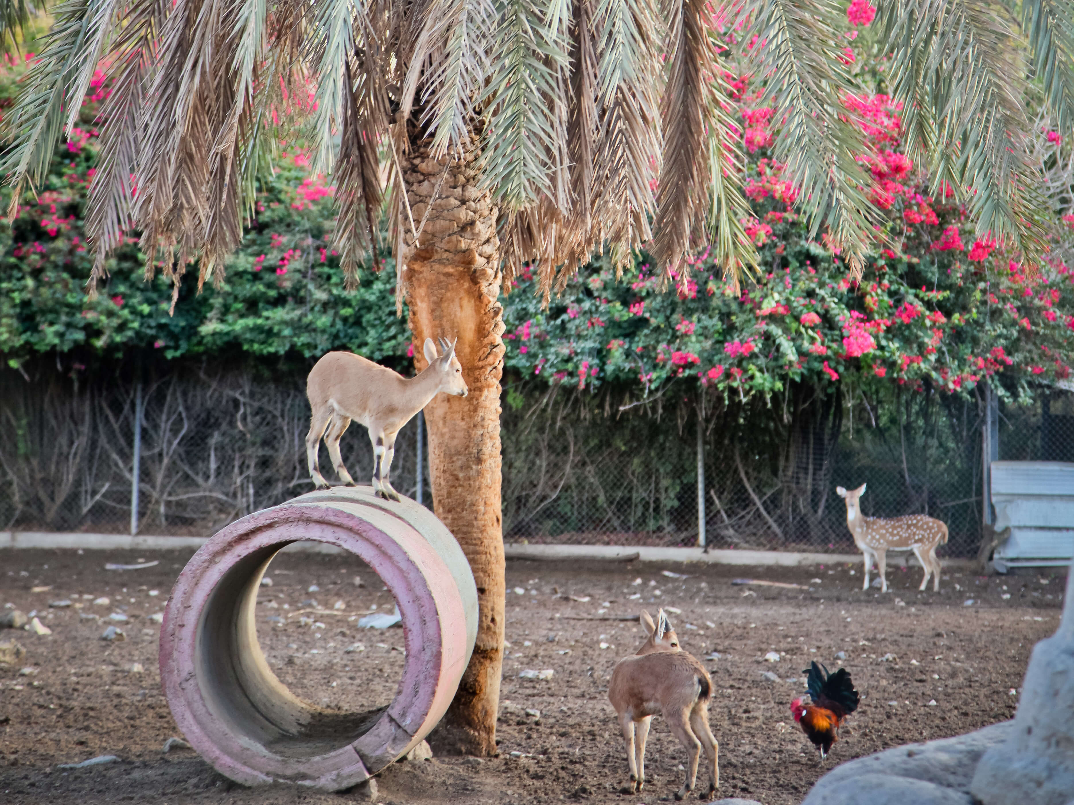 חוויות חמת גדר