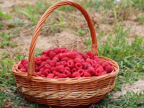 הבוסתן של מוטי