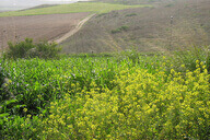 אשור מודיעין