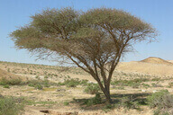 בירת הנגב וסביבותיה