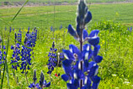 דרך ההתיישבות