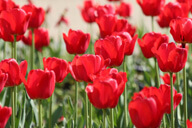 כלניות צבעוניות ביער אלוני התבור