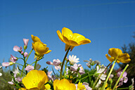 לוטם בכרמל - מערת האצבע