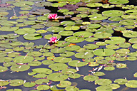 מאכזיב לראש הנקרה
