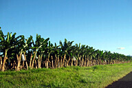 מגן הנדיב למערת כבארה - כרמל