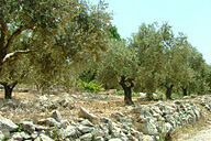 מכואכב למע''אר דרך סכנין