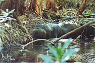 מערת נטיפים בנחל שרך ובצת