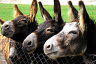 נחל שרך - בצת