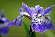 סיפן תבואת בחוטם הכרמל