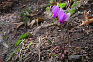 רקפת ביער מצר - מענית