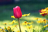 שמורת בארי - מרבדים במדבר