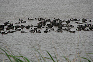 שמורת החולה ונחל עיון ("התנור")