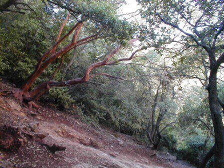 נחל שרך ונחל בצת