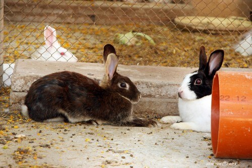 פינת חי קיבוץ מזרע