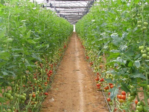 אואזיס גדיש