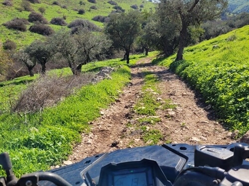 טרקטורוני כלנית