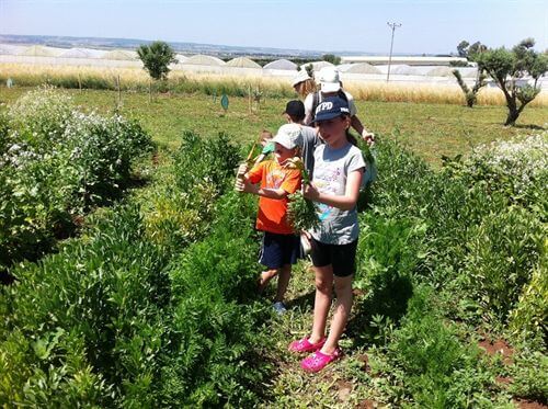 הקרקס החקלאי