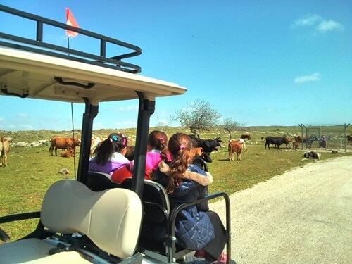 ג’יפונים - אור הגנוז