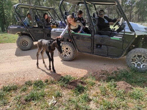 טרקטורוני צפת