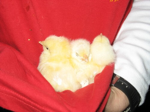 עולם האווז- מהביצה לאפרוח