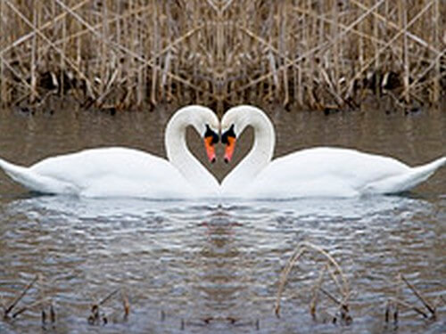 עולם האווז- מהביצה לאפרוח