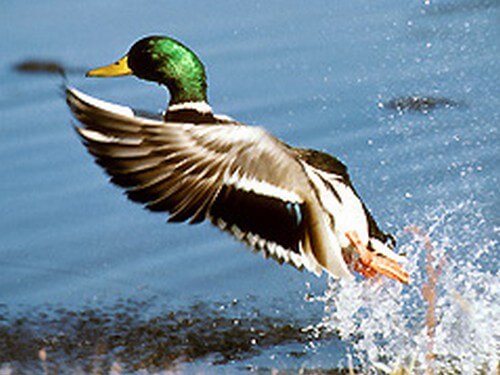 עולם האווז- מהביצה לאפרוח