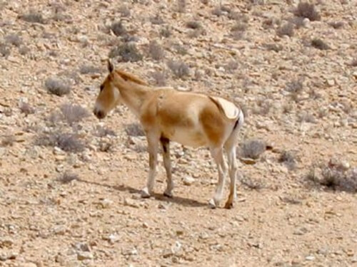 אדם סלע - חוויה אתגרית