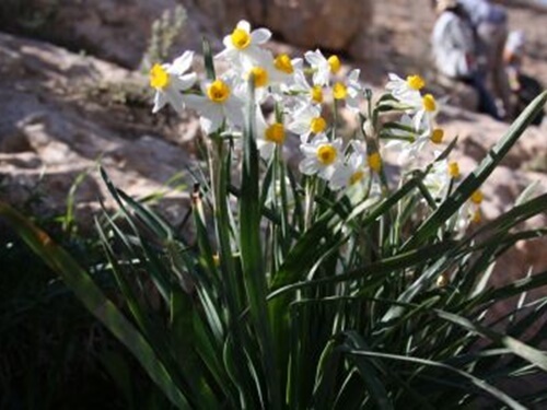 אדם סלע - חוויה אתגרית