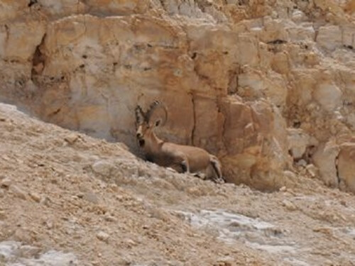 אדם סלע - חוויה אתגרית