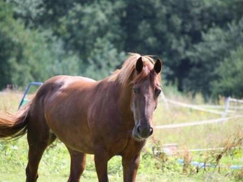 רוכבים בגליל