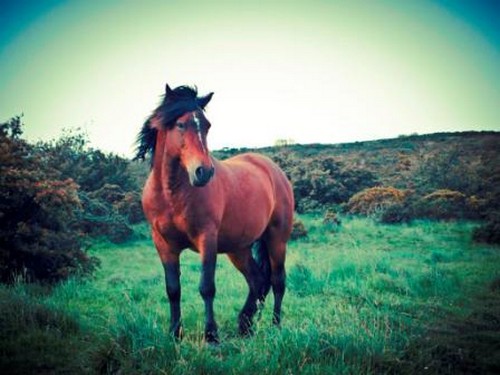 רוכבים בגליל