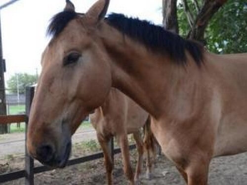 רוכבים בגליל