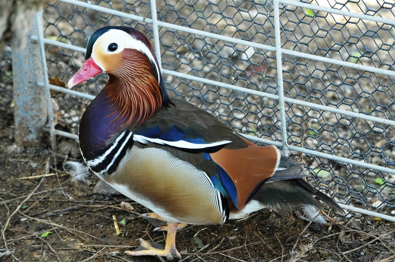 ברווזים בכפר