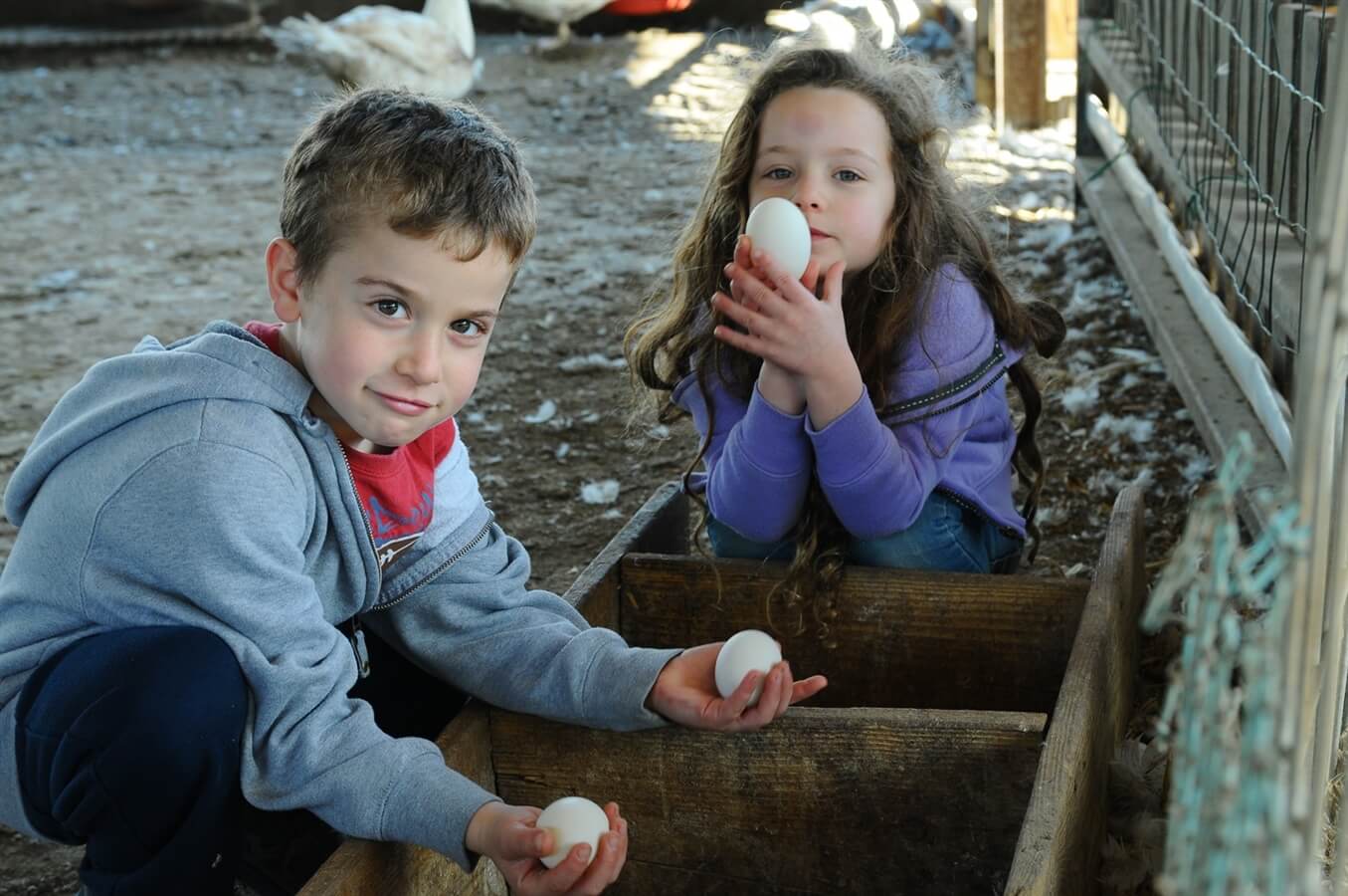ברווזים בכפר