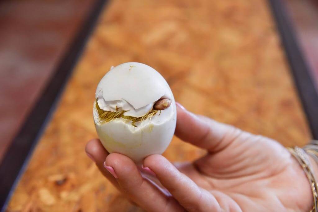 ברווזים בכפר