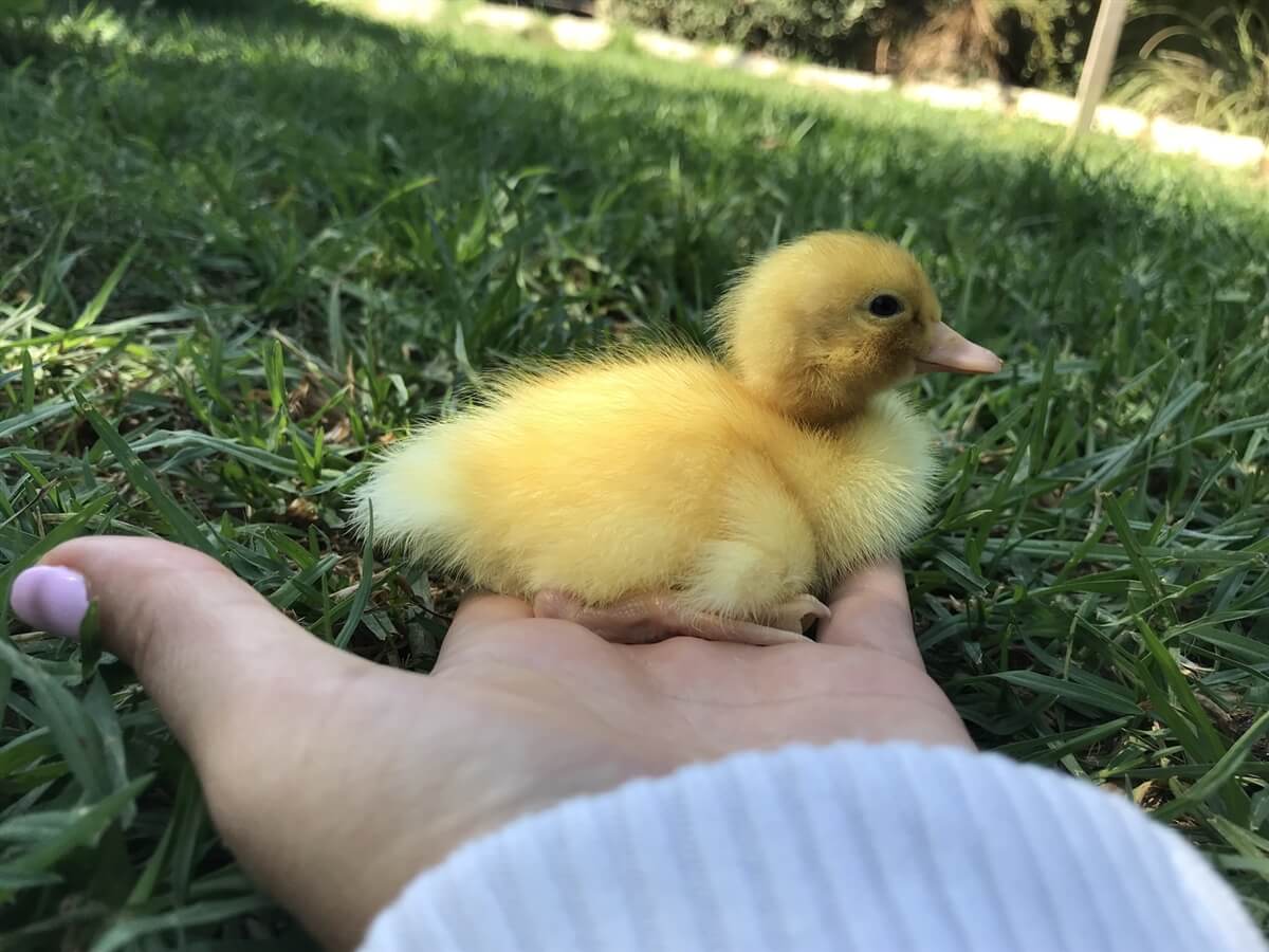 ברווזים בכפר