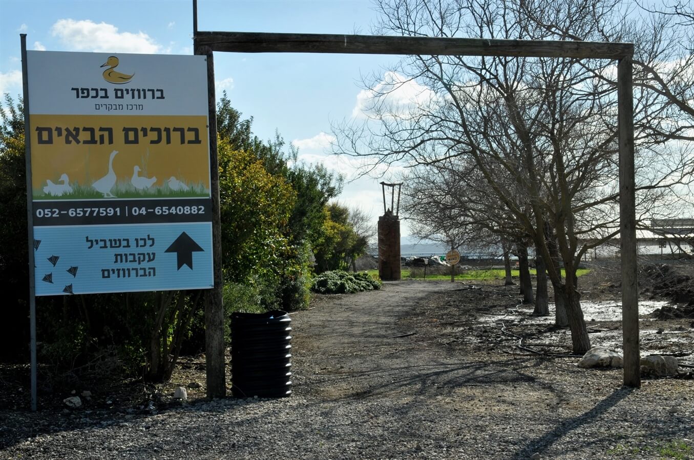 ברווזים בכפר