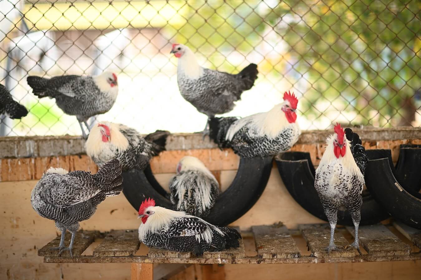 ברווזים בכפר