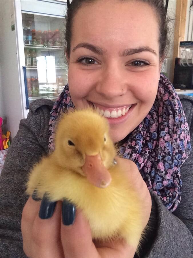 ברווזים בכפר