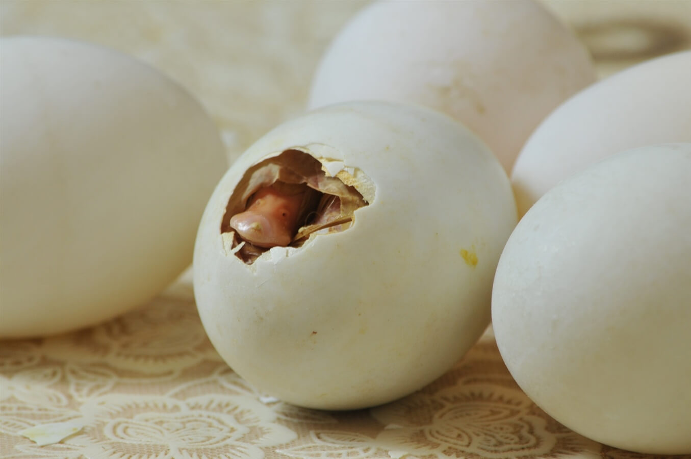 ברווזים בכפר