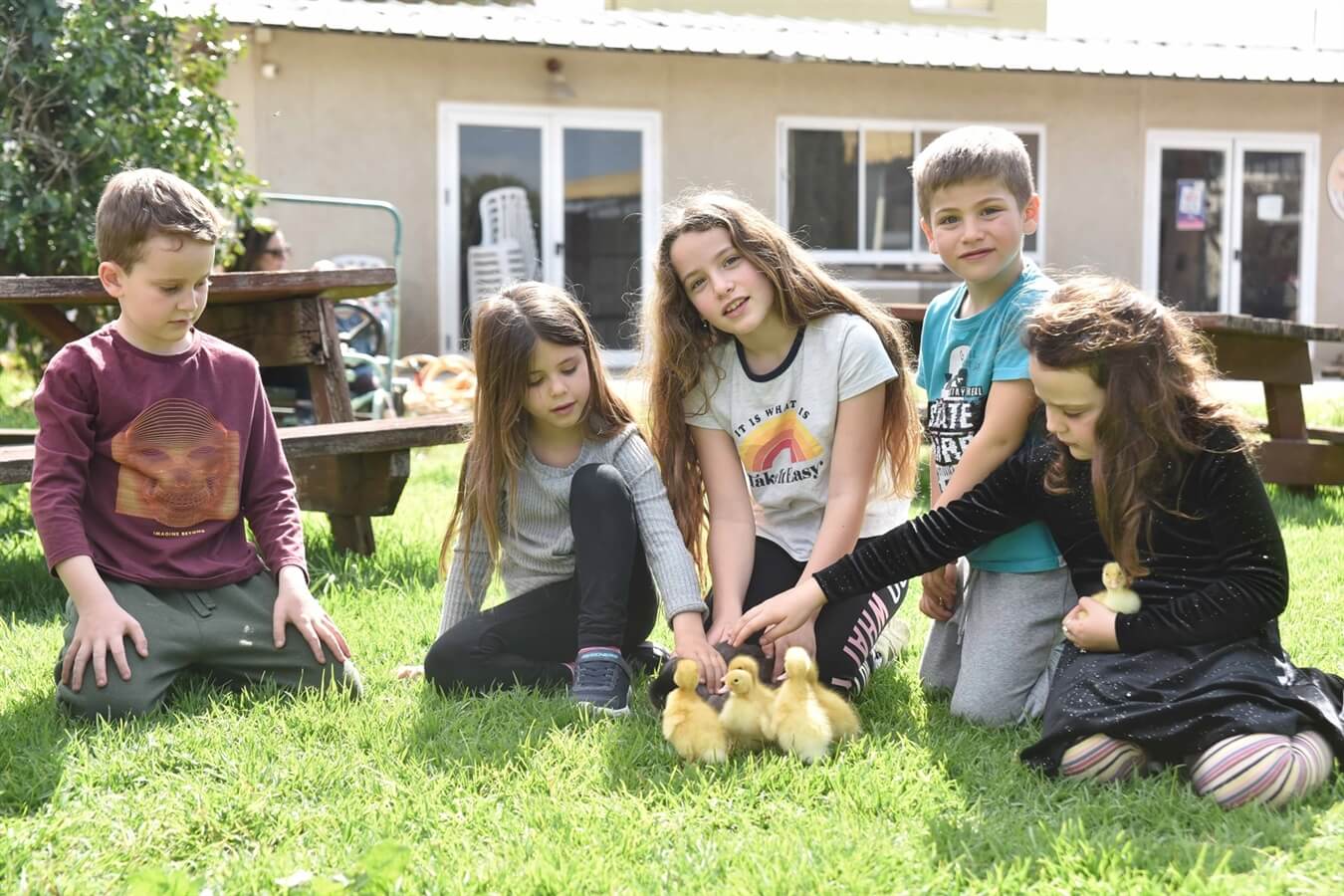 ברווזים בכפר