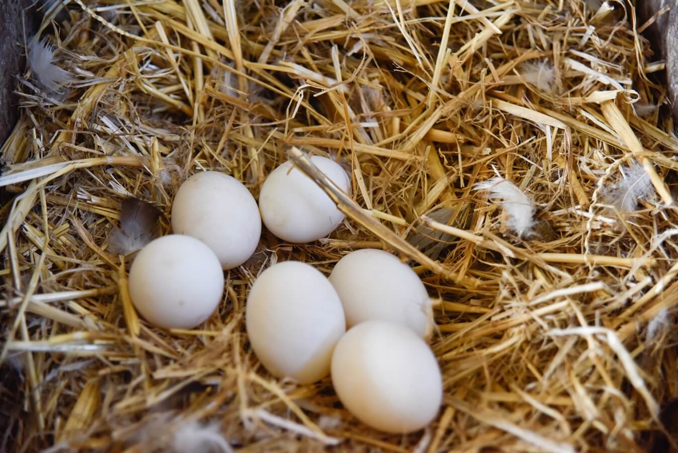 ברווזים בכפר