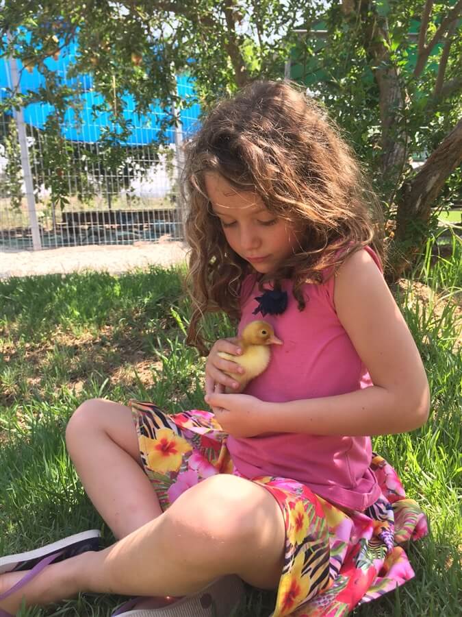 ברווזים בכפר