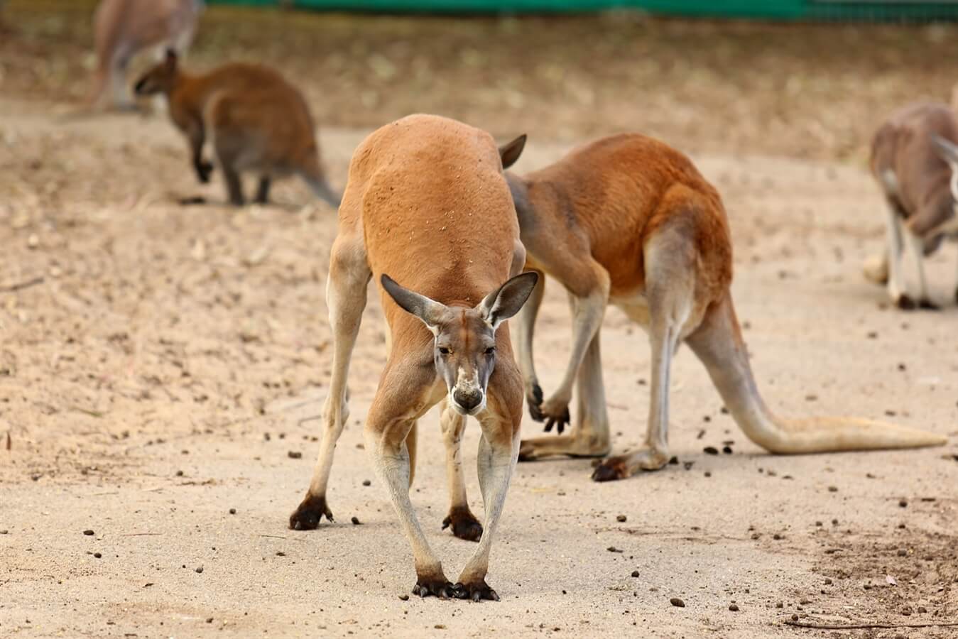 חי פארק קרית מוצקין