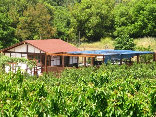 קטיף עצמי אודם