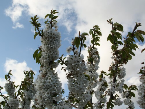 קטיף עצמי אודם