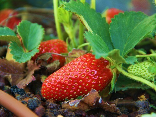 קטיף עצמי אודם