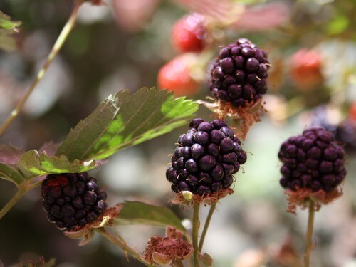 קטיף עצמי אודם